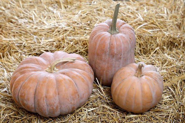 Foto tres calabazas en el heno.