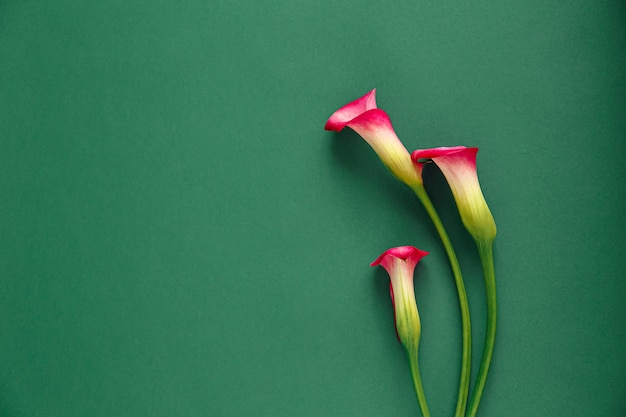 Três callas rosa em uma mesa verde