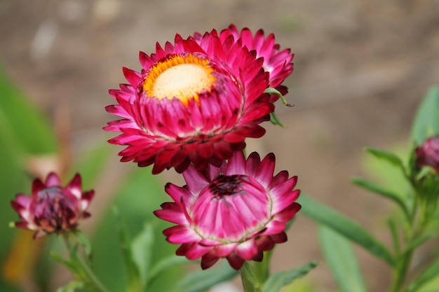 Tres capullos de aster púrpura arden brillantemente con una llama magnífica en los rayos del sol de verano aster sobre un fondo verde aislado