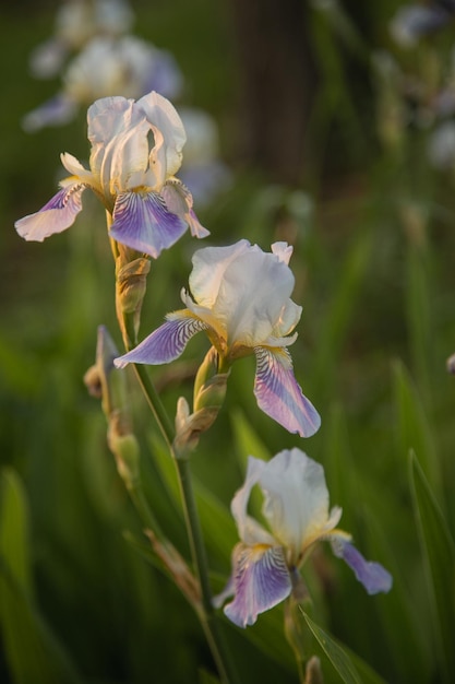 Foto tres capullos de iris lila claro sobre un fondo verde, plano medio, fondo para texto y papel tapiz