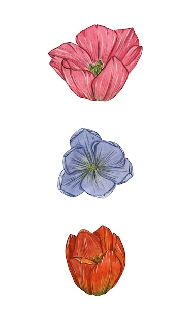 Tres capullos de tulipán rojo rosa y azul Aísla Ilustración de acuarela