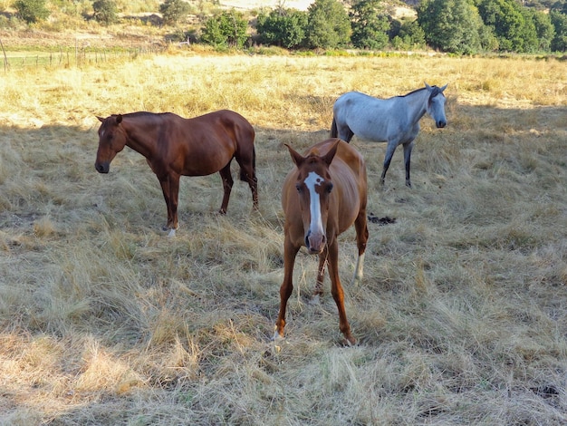 Três cavalos de um ano no pasto Eles ficam lado a lado como amigos Foco seletivo