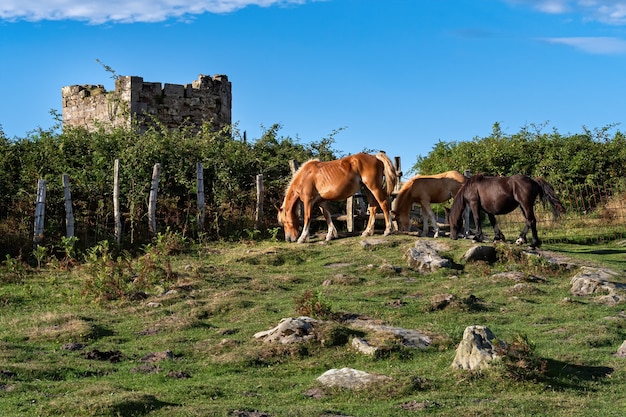 Três cavalos estão pastando