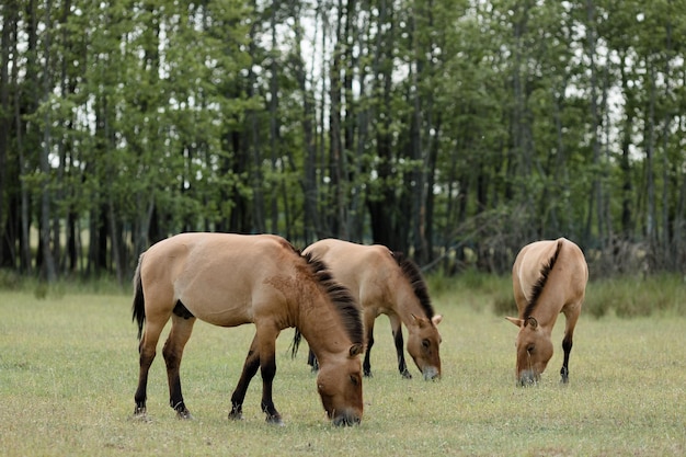 Três cavalos przewalski pastando em pastagens exuberantes em um dia de verão ensolarado