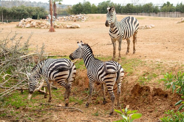 Foto tres cebras están paradas en un campo y una está comiendo hierba.