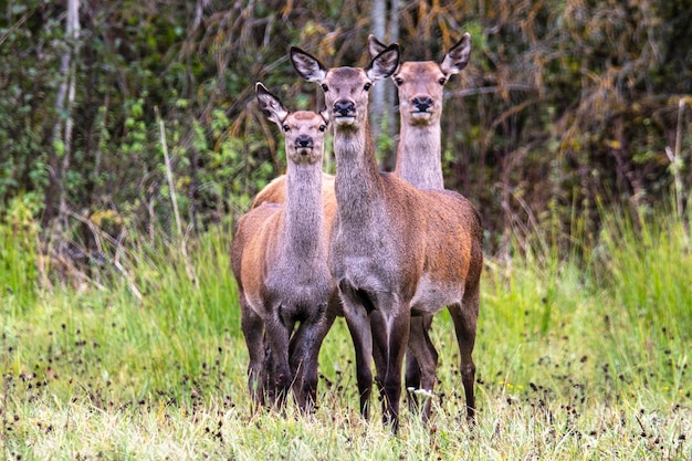 Três cervos das irmãs fashionistas ostentam entre uma clareira da floresta