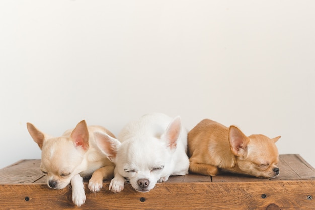 Tres chihuahas en una caja de madera