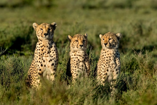 Três chitas sentadas, serengeti, tanzânia