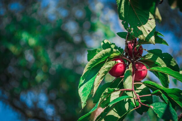 Tres ciruelas rojas en una rama con hojas verdes de cerca con bokeh