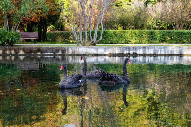 Tres cisnes negros nadan en el estanque del parque de la ciudad