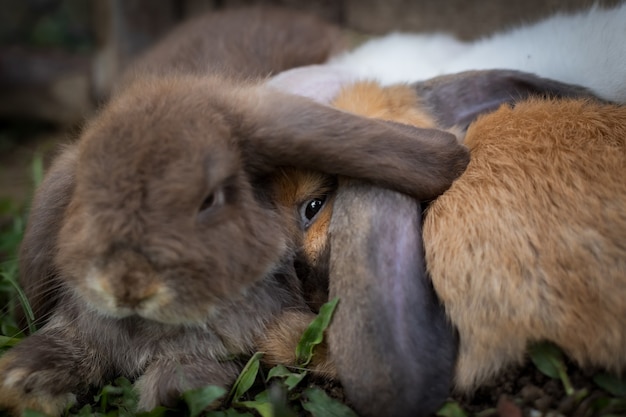 Três coelhos bonitos deitados e dormem juntos no Prado com amor. Amizade com o coelhinho da Páscoa. Coelho feliz.