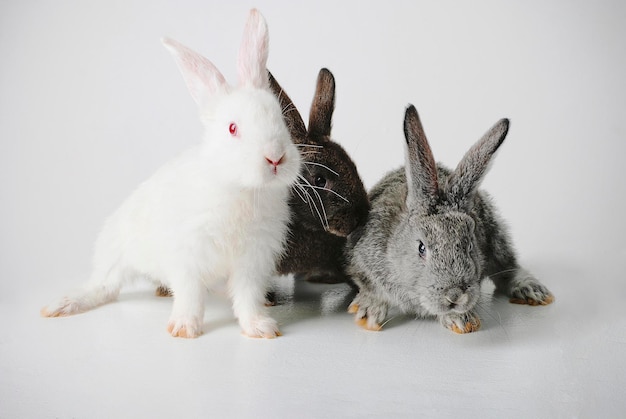 Três coelhos em um fundo branco