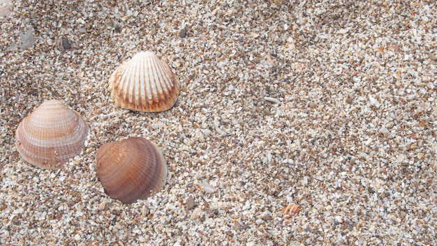 Tres conchas en la arena de una playa en el mediterráneo