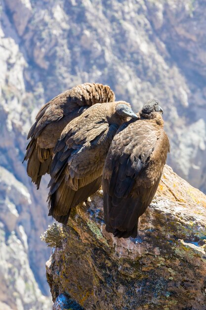 Tres cóndores en el cañón del Colca sentadoPerúAmérica del Sur Este es un cóndor, el ave voladora más grande de la tierra