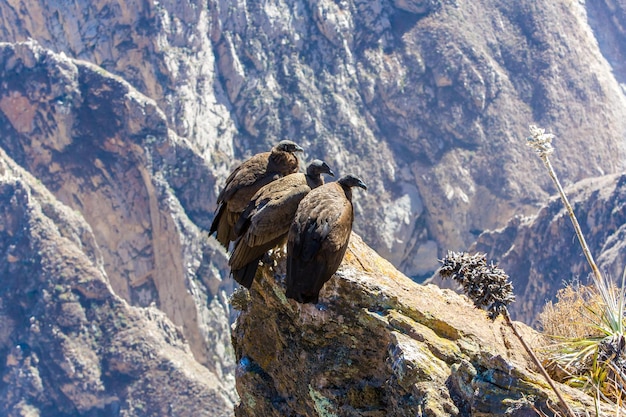 Tres cóndores en el cañón del Colca sentadoPerúAmérica del Sur Este es un cóndor, el ave voladora más grande de la tierra