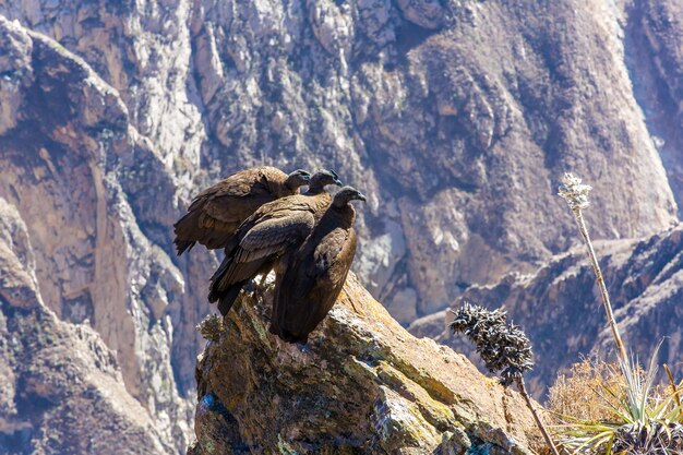 Três Condores no canyon do Colca sentadoPeruAmérica do Sul Este é um condor o maior pássaro voador da terra