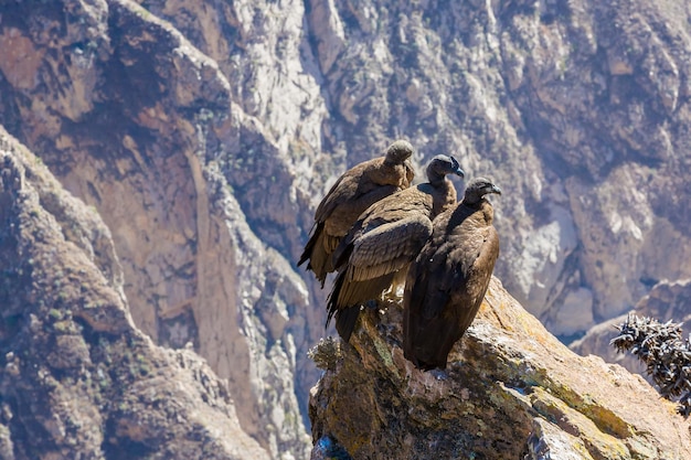 Três Condores no canyon do Colca sentadoPeruAmérica do Sul Este é um condor o maior pássaro voador da terra