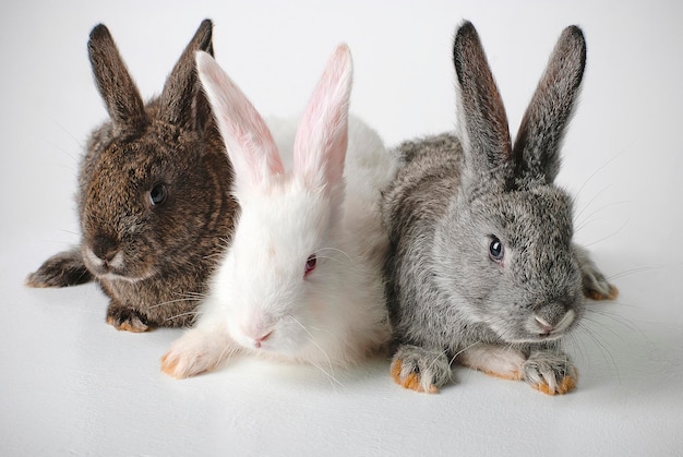 Tres conejos sobre un fondo blanco.