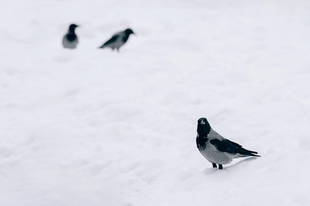 Três corvos na neve Retrato de um corvo da cidade na neve O pássaro olha para a câmera