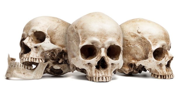 Tres cráneo aislado, con sombra