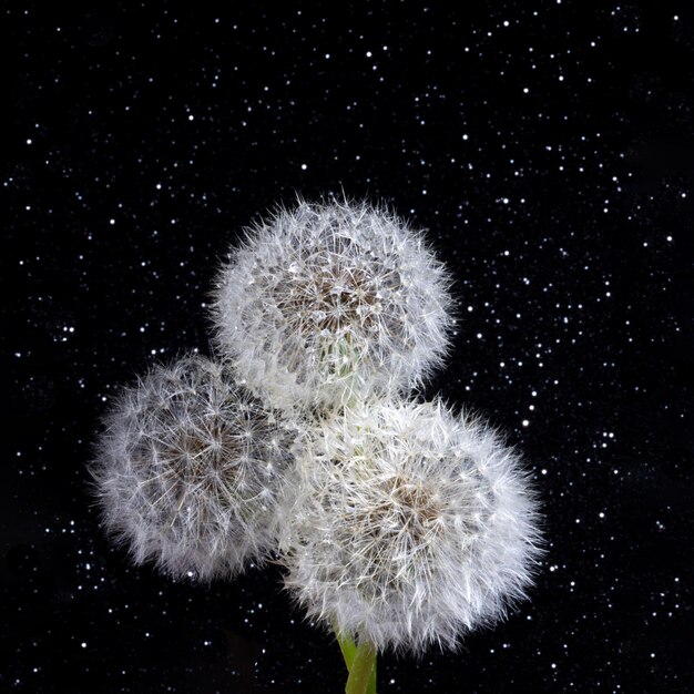Três dentes-de-leão redondos fofos brancos com gotas de água da chuva em um fundo preto estrelado Cabeça redonda de plantas de verão com sementes em forma de guarda-chuva O conceito de liberdade