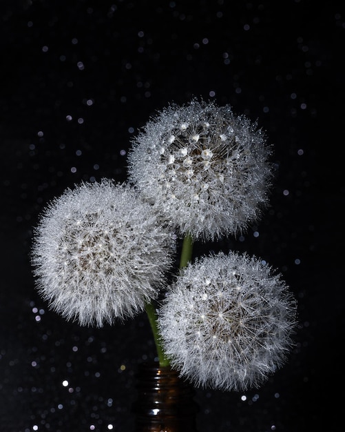 Três dentes-de-leão redondos macios brancos em um fundo preto estrelado Cabeça redonda de plantas de verão com sementes em forma de capa O conceito de liberdade sonha com a tranquilidade futura