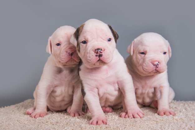 Tres divertidos cachorros de Bulldog Americano en casa