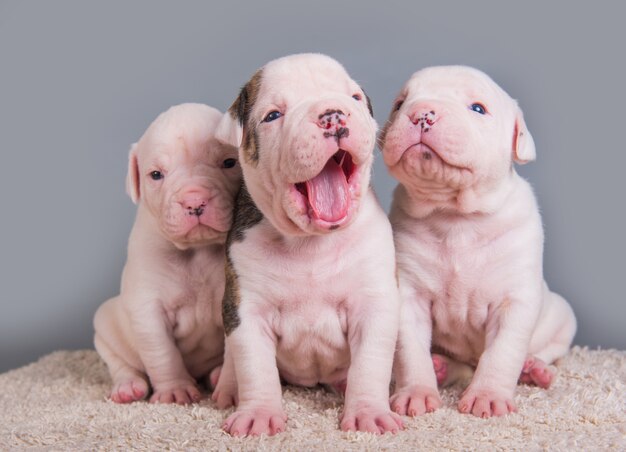 Tres divertidos perros cachorros de Bulldog americano en gris