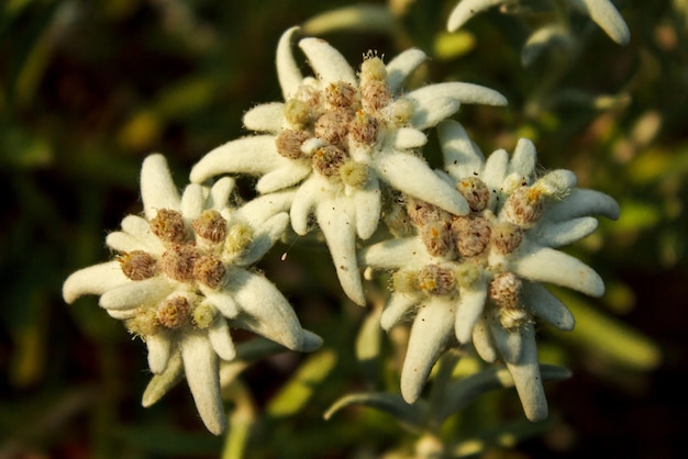 Tres ejemplares de la flor de las nieves (Leontopodium alpinum), flor emblemática de la altura