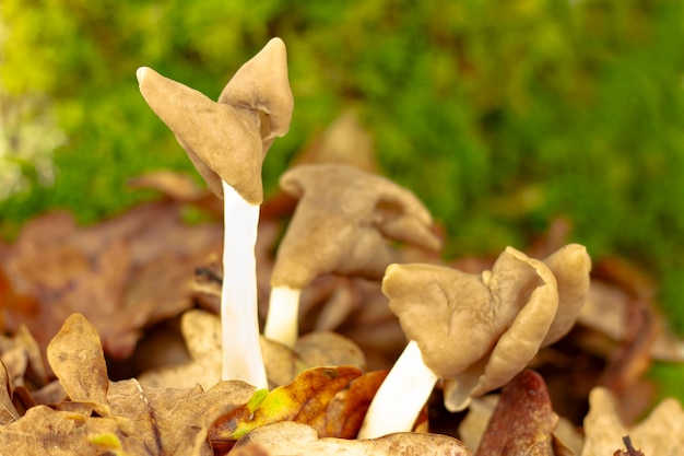 Foto três espécimes de helvella elastica entre folhas de carvalho e musgo