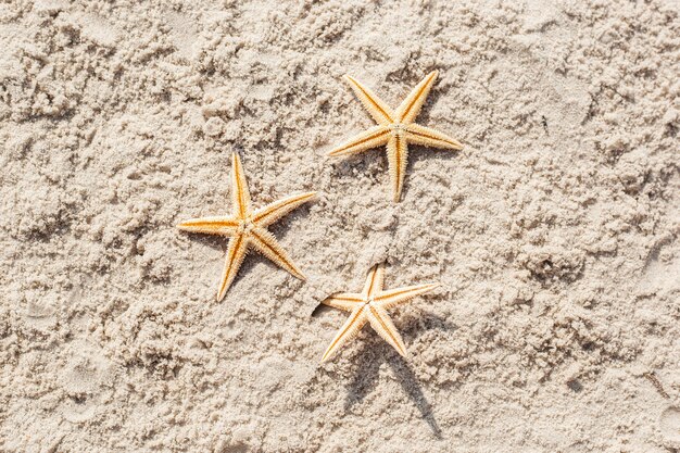 Tres estrellas de mar en la arena. Vista superior, endecha plana.