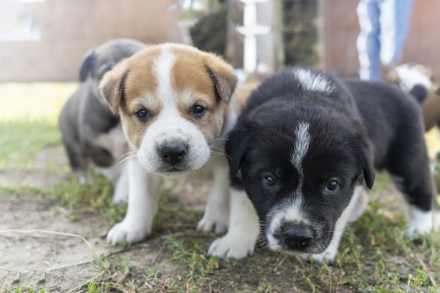 Três filhotes de alabai de raça pura, o filhote sentou em outra foto engraçada com filhotes de cachorros pequenos