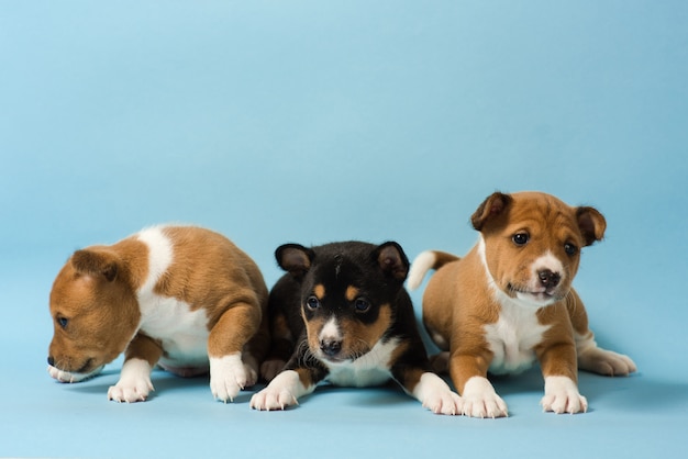 Foto três filhotes de basenji alinhados em uma fileira