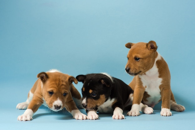 Três filhotes de basenji jogando