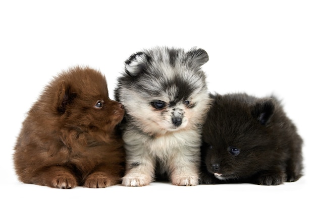 Três filhotes de pomeranian spitz isolados. cães da pomerânia fofos na cor de fundo branco, marrom, preto e cinza. raça spitz de raça pura, cães pom engraçados amigáveis para a família.