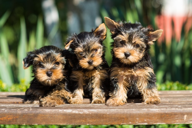 Três filhotes de yorkshire terrier ao ar livre sob o sol