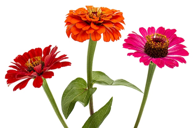 Tres flor de zinnia aislado sobre fondo blanco.