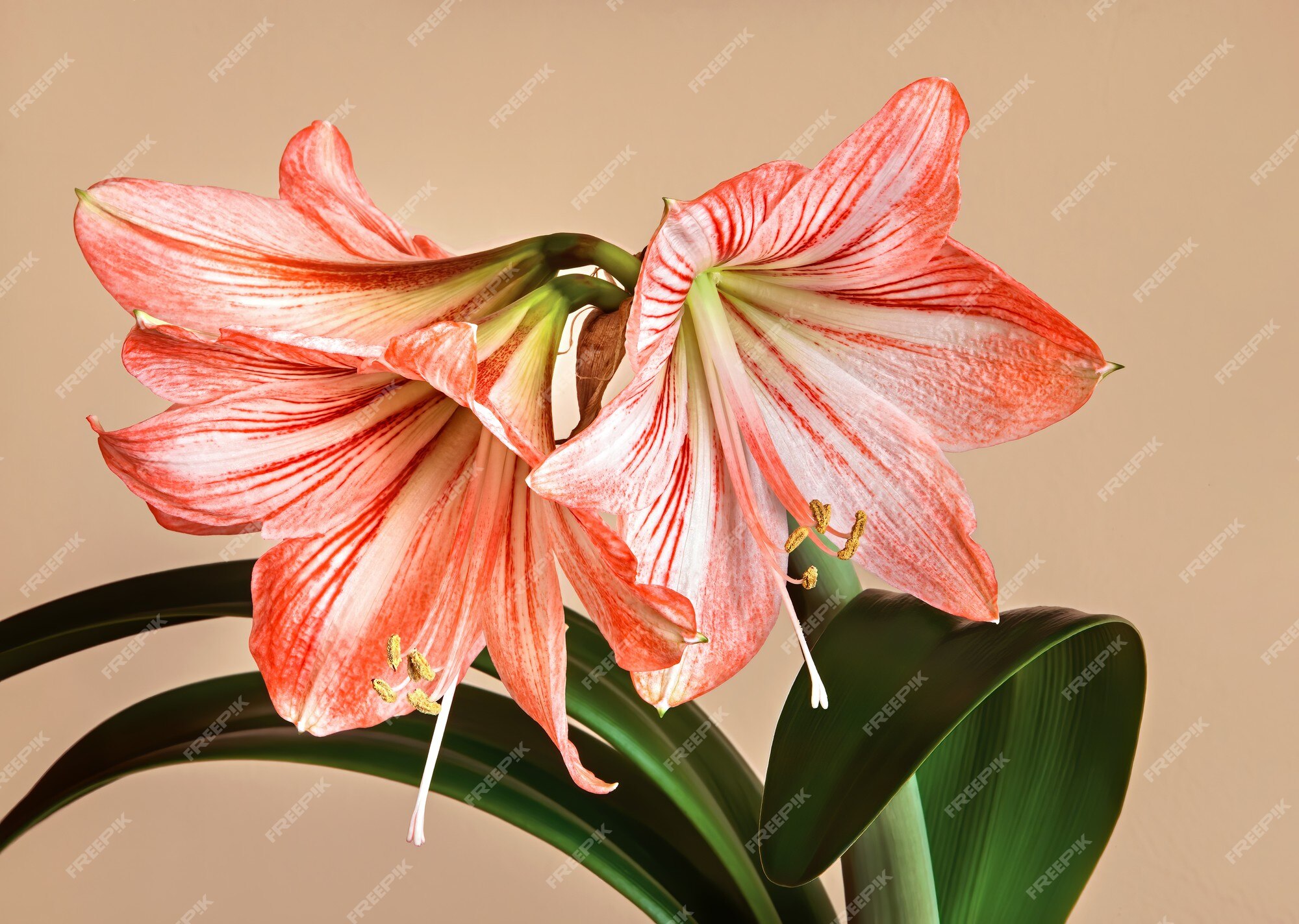 Tres flores de amaryllis (hipperastrum) con tallo sobre fondo amarillo |  Foto Premium