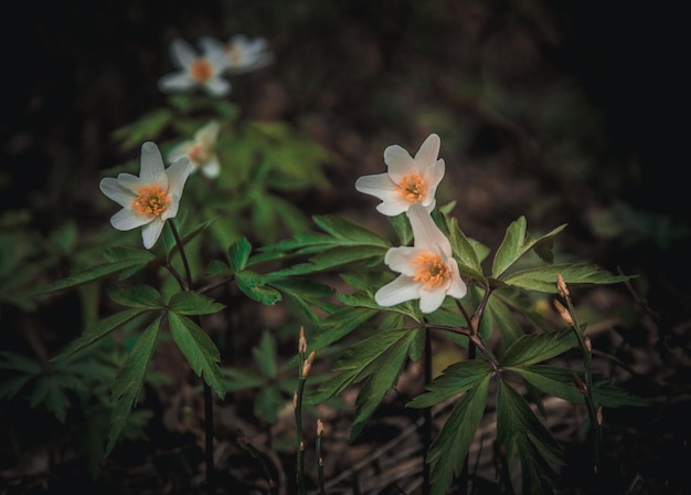 Tres flores de anémona de madera con hojas.