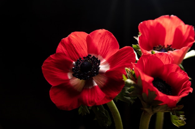 Tres flores de anémona roja