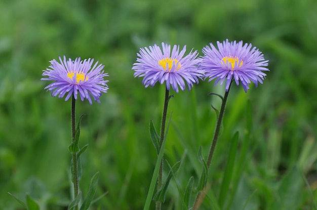 Tres flores Aster alpinus en una exuberante hierba verde. Prado floreciente del Cáucaso montañoso. Svanetia, Georgia