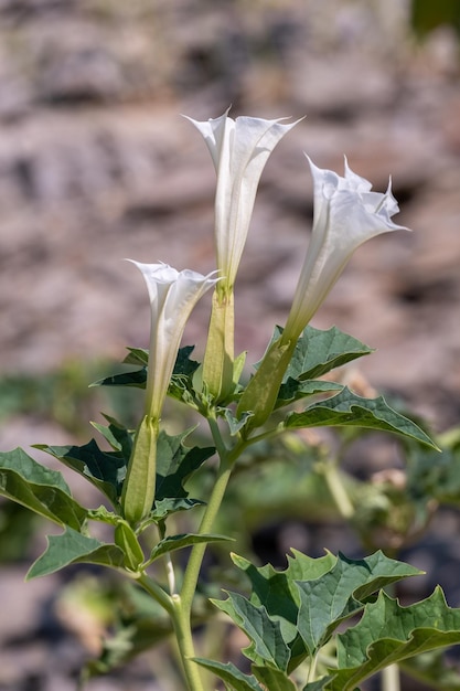 Três flores brancas em forma de trombeta da planta alucinógena Devil's Trumpet ou Datura Stramonium