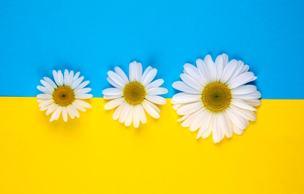 Três flores de camomila de tamanhos diferentes estão sobre um fundo azul-amarelo colorido no centro de uma borda amarela e azul.