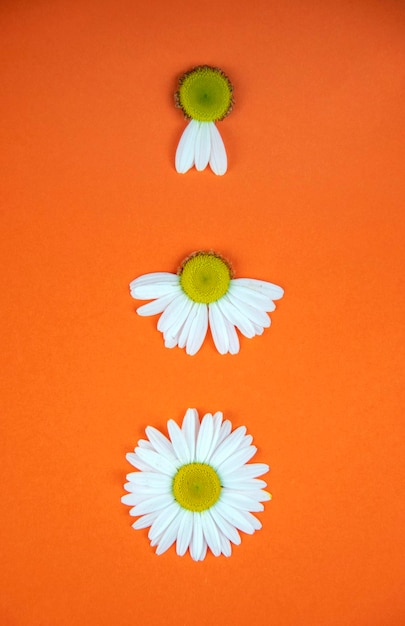Três flores de camomila encontram-se verticalmente em um fundo laranja colorido. A flor de baixo tem todas as pétalas, a do meio tem a metade, a de cima tem apenas algumas pétalas.