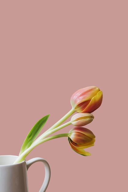 Três flores de tulipa laranja amarela com pétala murcha em um fundo mínimo rosa pastel com espaço de cópia Papel de parede criativo de botânica Conceito de beleza natural