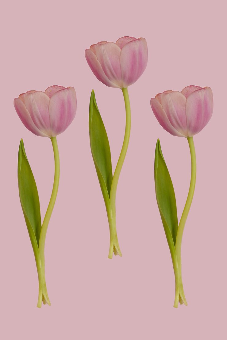 Foto três flores de tulipa rosa flutuante com padrão sem costura de folhas verdes no fundo rosa da primavera papel de parede floral de botânica ou cartão de saudação conceito de ideia de design de natureza flores de levitação com espaço de cópia