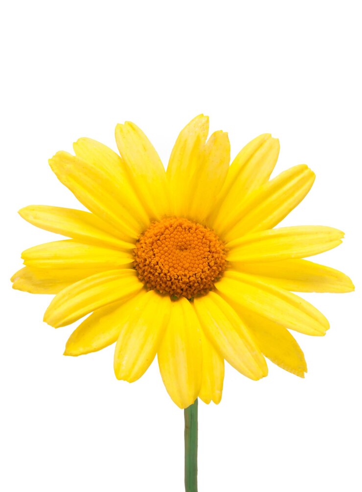 Foto três flores desabrochando de crisântemo amarelo isoladas em um fundo branco em close-up