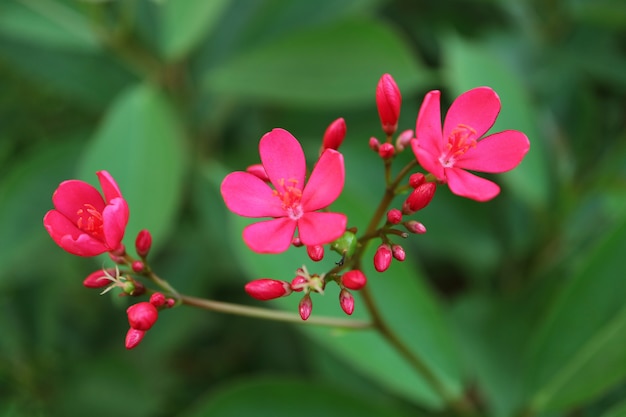 Foto tres de las flores florecientes de jatropha con el manojo de brotes de flor en follaje verde borroso en fondo