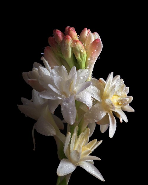 tres flores con gotas de lluvia en ellas, una de las cuales se llama tulipanes.