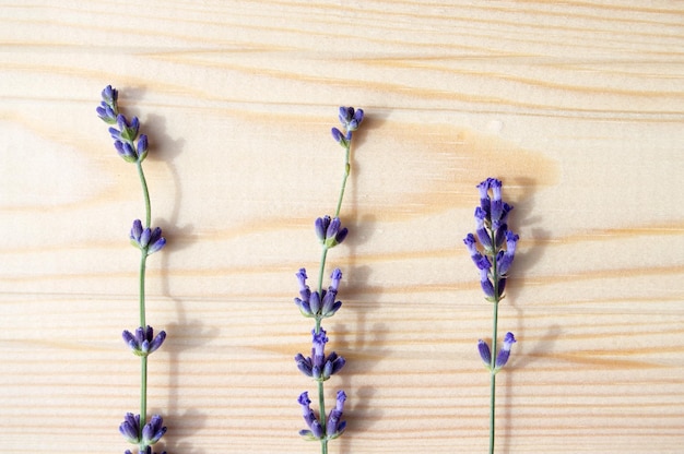 Tres flores de lavanda sobre una superficie de madera clara. Disposición plana. Flores de lavanda sobre un fondo claro